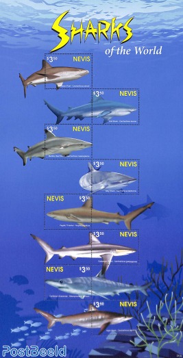 Sharks 8v m/s
