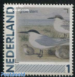 Birds 1v, Sterna sandvicensis